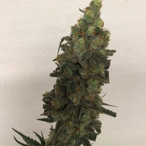 Tropical Orange Soul feminised (Trichome Jungle Seeds) Cannabis Seeds