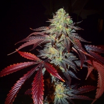 Shiva's Soul feminised (Trichome Jungle Seeds) Cannabis Seeds