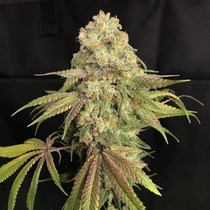 Lilt BX Regular (Trichome Jungle Seeds) Cannabis Seeds