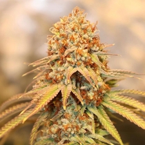 Pineapple Gummy Regular (Trichome Jungle Seeds) Cannabis Seeds