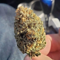 Pink Pineapple Regular (Trichome Jungle Seeds) Cannabis Seeds