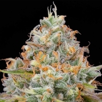 Jetlag feminised (The Plug Seedbank Seeds) Cannabis Seeds