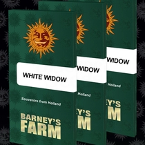 White Widow Feminised (Barneys Farm Seeds) Cannabis Seeds