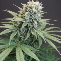 LeMello Feminised (Karma Genetics Seeds) Cannabis Seeds