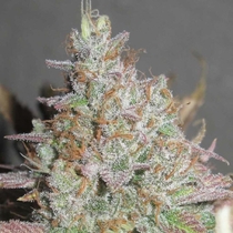 Yum Bongo Feminised (Ultra Genetics Seeds) Cannabis Seeds