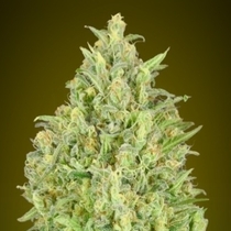 Auto Pineapple Glue (Advanced Seeds) Cannabis Seeds