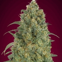 Auto Strawberry Gum (Advanced Seeds) Cannabis Seeds