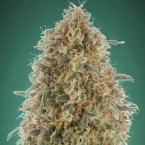 Gorilla Blue (Advanced Seeds) Cannabis Seeds
