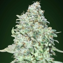 OG Kush SFV (Advanced Seeds) Cannabis Seeds