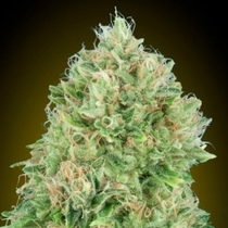 Pineapple Glue (Advanced Seeds) Cannabis Seeds