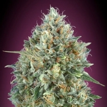 Auto Gelato #33 (Advanced Seeds) Cannabis Seeds