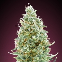 Amnesia Fast Version (Advanced Seeds) Cannabis Seeds