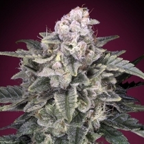 Slurricane (Advanced Seeds) Cannabis Seeds
