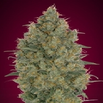 Strawberry Gum CBD (Advanced Seeds) Cannabis Seeds