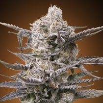Watermelon OG (Advanced Seeds) Cannabis Seeds