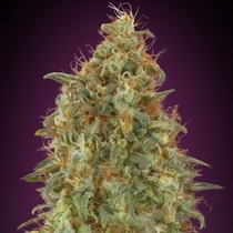 Zkittlez Fast Version (Advanced Seeds) Cannabis Seeds