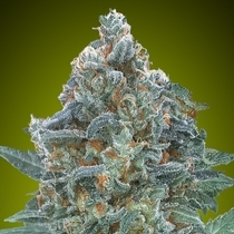 Auto Critical Lemon CBD (Advanced Seeds) Cannabis Seeds