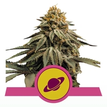 Royal Skywalker feminised (Royal Queen Seeds) Cannabis Seeds