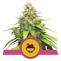 Blue Gelato (Royal Queen Seeds) Cannabis Seeds