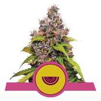 Watermelon Feminised (Royal Queen Seeds) Cannabis Seeds