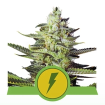 North Thunderfuck Auto Feminised (Royal Queen Seeds) Cannabis Seeds