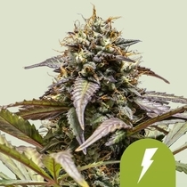 North Thunderfuck Auto Feminised (Royal Queen Seeds) Cannabis Seeds