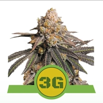Triple G Auto Feminised (Royal Queen Seeds) Cannabis Seeds