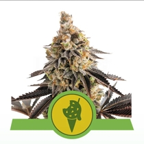 Cookies Gelato Auto (Royal Queen Seeds) Cannabis Seeds