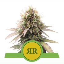 Royal Runtz Auto feminised (Royal Queen Seeds) Cannabis Seeds