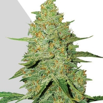 Auto Acapulco Gold (Auto Seeds) Cannabis Seeds
