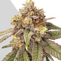 Auto Pink Runtz (Auto Seeds) Cannabis Seeds
