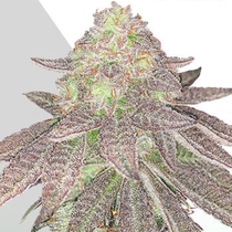 Auto Rainbow Glue (Auto Seeds) Cannabis Seeds