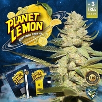 Planet Lemon Feminised (TH Seeds) Cannabis Seeds
