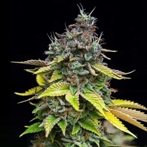 Papaya Cooler Feminised (Grateful Seeds) Cannabis Seeds