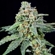 After Z Feminised (Grateful Seeds) Cannabis Seeds