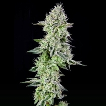 Barbara's Pie Feminised (Grateful Seeds) Cannabis Seeds