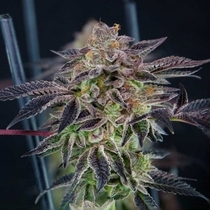 Savage Mint Feminised (Grateful Seeds) Cannabis Seeds
