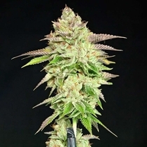 Melon Madness Feminised (Grateful Seeds) Cannabis Seeds
