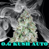 O.G Kush Auto Feminised (Discreet Seeds) Cannabis Seeds