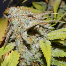 FEMINISED LINE Cookie OG  (Purple Caper Seeds) Cannabis Seeds