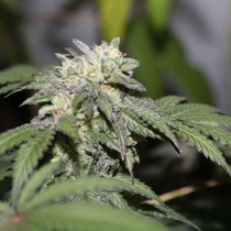 FEMINISED LINE Gelato X (Purple Caper Seeds) Cannabis Seeds