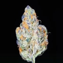 Do-si-dos Auto Feminised (Discreet Seeds) Cannabis Seeds