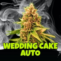 Wedding Cake Auto Feminised (Discreet Seeds) Cannabis Seeds
