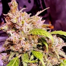 Champagne Cake Feminised (Holy Smoke Seeds) Cannabis Seeds