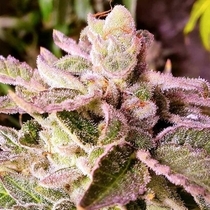 Cherry Kush Cake Feminised (Holy Smoke Seeds) Cannabis Seeds