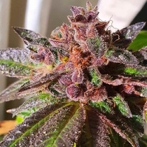 Jelly Donuts Feminised (Holy Smoke Seeds) Cannabis Seeds