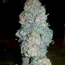 God's Gift (BC Bud Depot Seeds) Cannabis Seeds