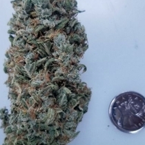 Sour Tsunami (BC Bud Depot Seeds) Cannabis Seeds