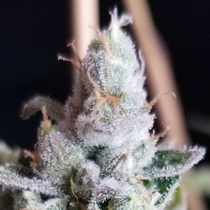 Tangie Cookies (BC Bud Depot Seeds) Cannabis Seeds