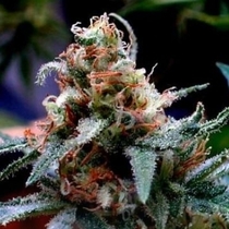 UBC Chemo (BC Bud Depot Seeds) Cannabis Seeds